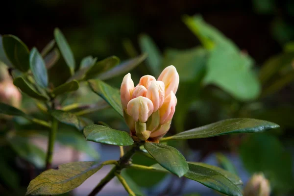 Pink rhododendron bud — Stock Photo, Image