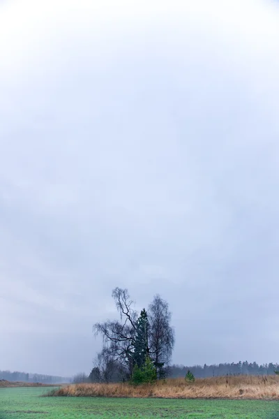 Ağaç grubu — Stok fotoğraf