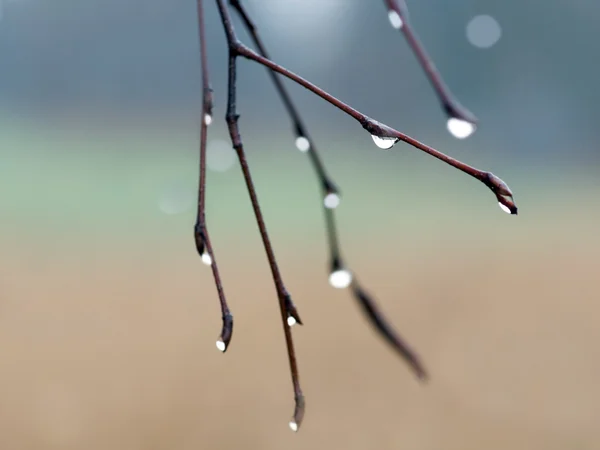 Rain frop — Stock Photo, Image