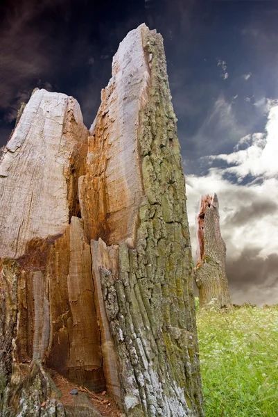 Stump de l'arbre cassé antique — Photo