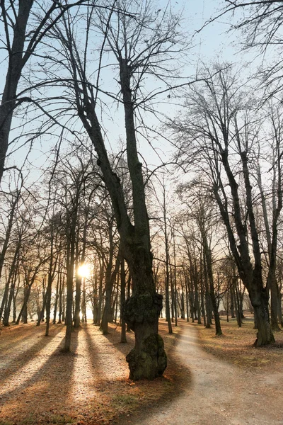Taustavalaistut puut — kuvapankkivalokuva