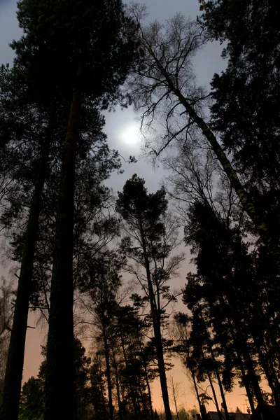 Bomen in moonshine — Stockfoto