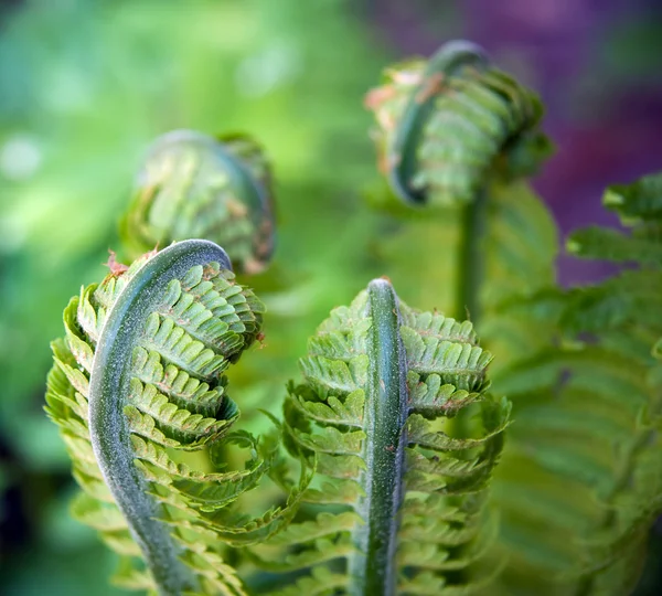 New ferns — Stock Photo, Image