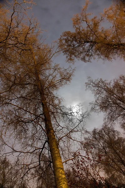 나무 꼭대기 — 스톡 사진