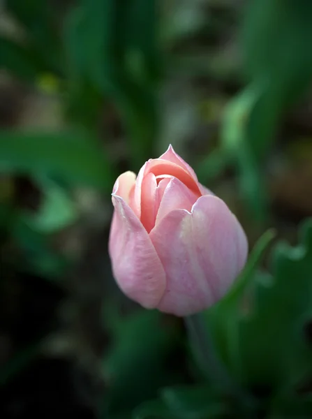 ピンクのチューリップ — ストック写真