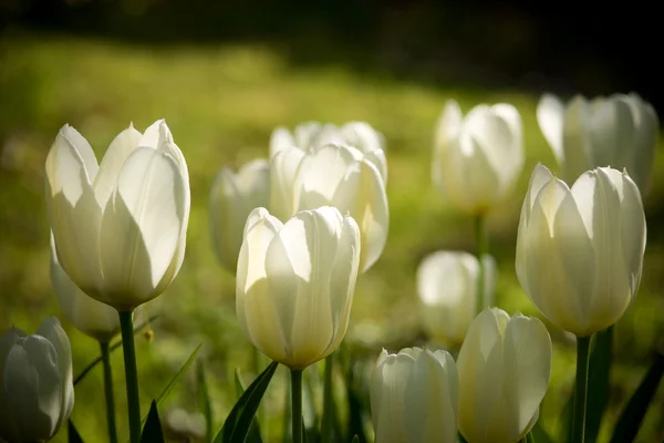 Witte en gele tulpen — Stockfoto