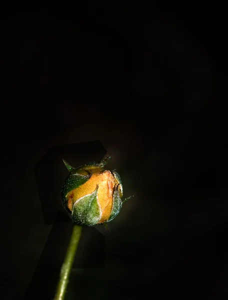 Sárga Rózsa-bud — Stock Fotó