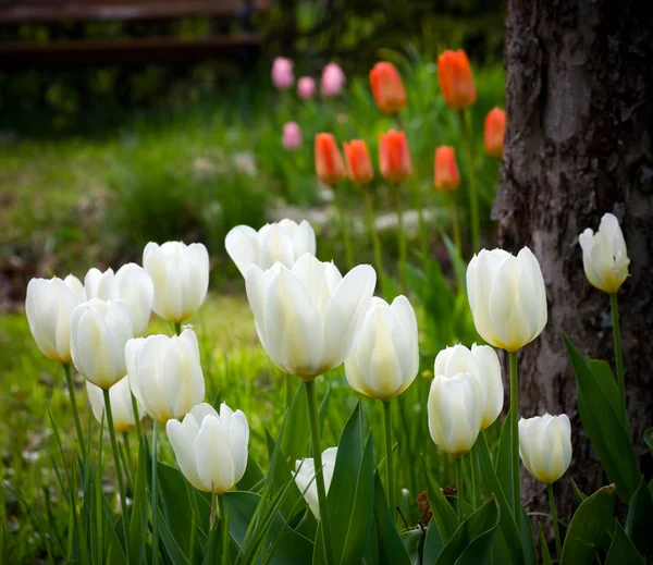 Tulipanes amarillos y blancos —  Fotos de Stock