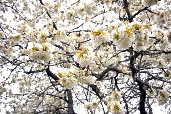 Kersenboom blossoms — Stockfoto