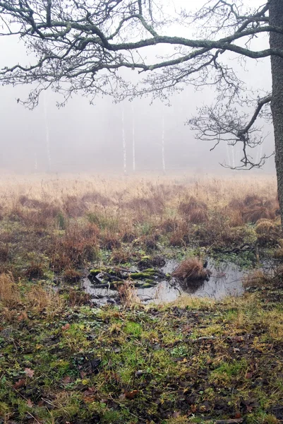 Sumpf im Nebel — Stockfoto