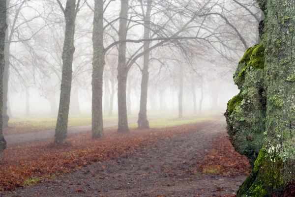 stock image Misty morning