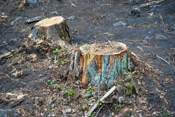 Décharges d'arbres — Photo