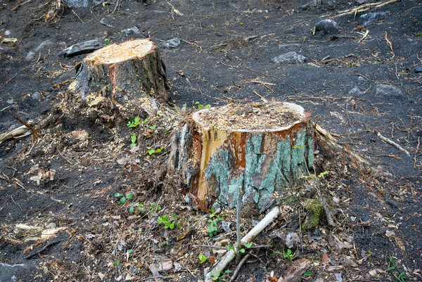 Tree stumps