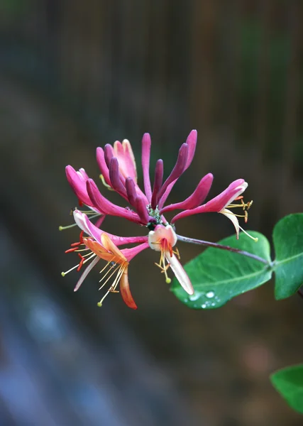 stock image Red Honeysuckle (Lonicera caprifolium)