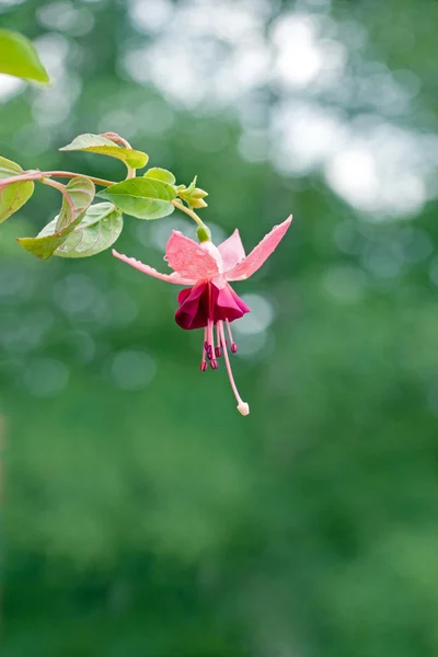 Fuchsia — Fotografie, imagine de stoc