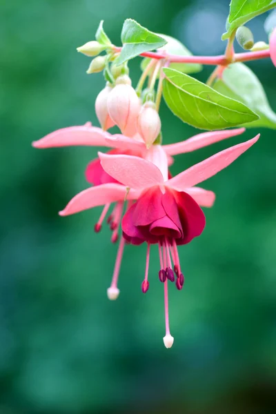 Küpe çiçeği — Stok fotoğraf