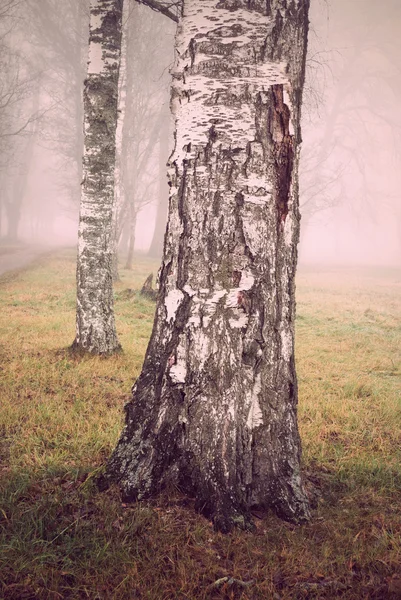 Birch tree in fog — Stock Photo, Image
