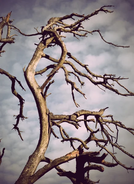 Мертве дерево — стокове фото