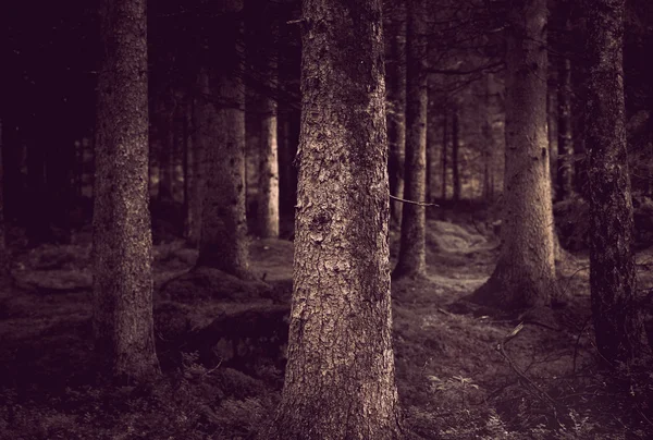 Sepia forest — Stock Photo, Image