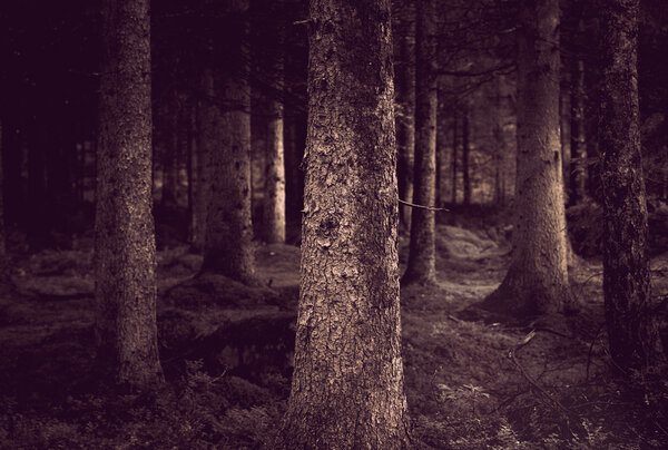 Spooky forest with conifers in sepia