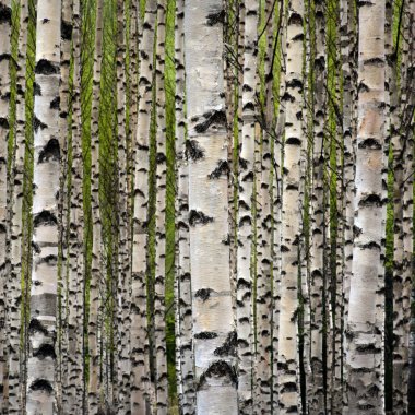 Birch trees clipart