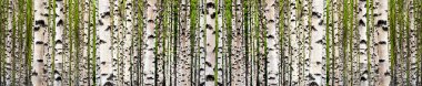 Birch tree forest clipart