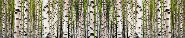Birch tree forest — Stockfoto