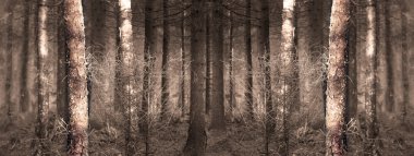 Wallpaper forest clipart