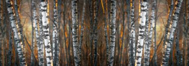 Birch forest clipart