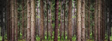 Wallpaper conifer forest clipart