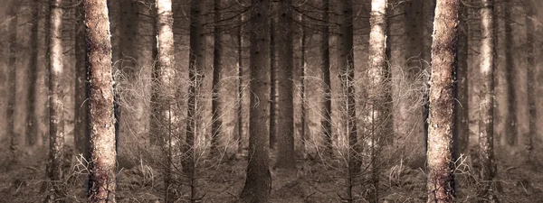 Tapeta lasu — Zdjęcie stockowe