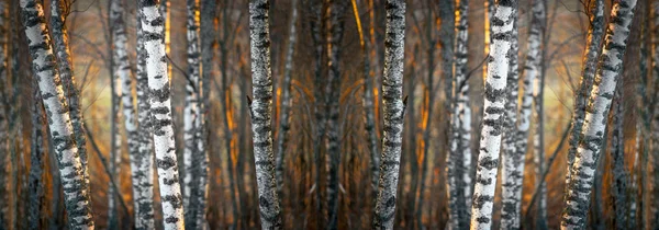 stock image Birch forest