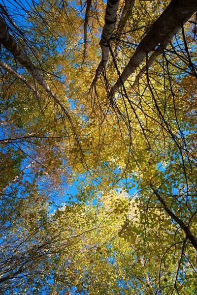 樹冠 — ストック写真