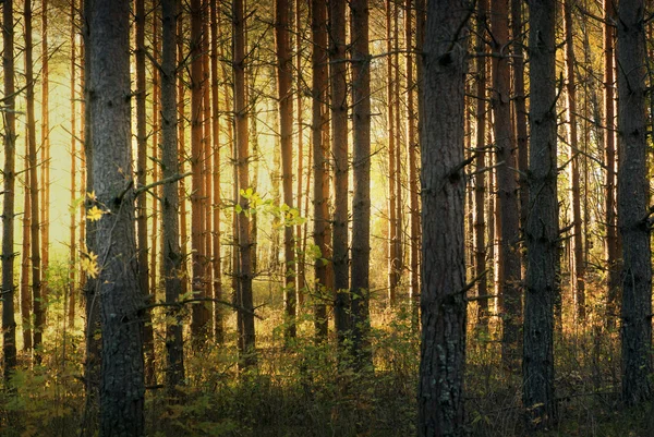 Bosque de pinos en otoño —  Fotos de Stock