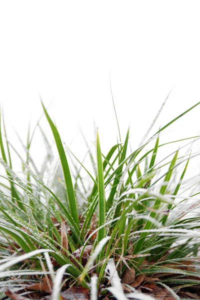 Zelené trávě v zimě — Stock fotografie