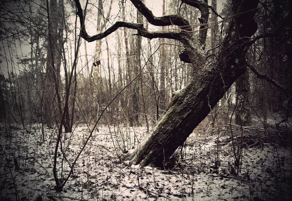 Starý strom v zimě večer — Stock fotografie