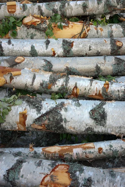 Huş ağaçları yığını — Stok fotoğraf
