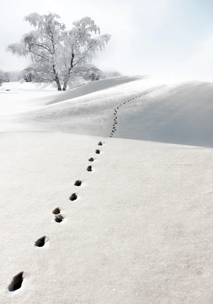 Footprints in snow — Stock Photo, Image