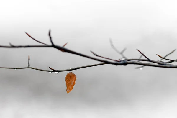 Enda hösten blad — Stockfoto