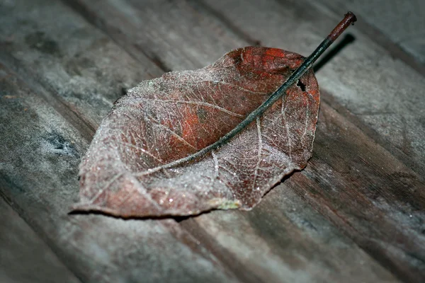 Leaf with hoar frost — Stock Photo, Image