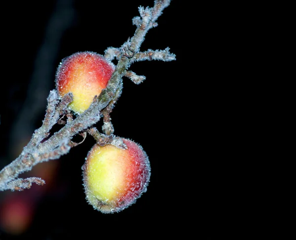Apples in hoar frost — Stock Photo, Image