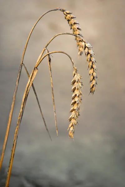Trigo seco — Fotografia de Stock