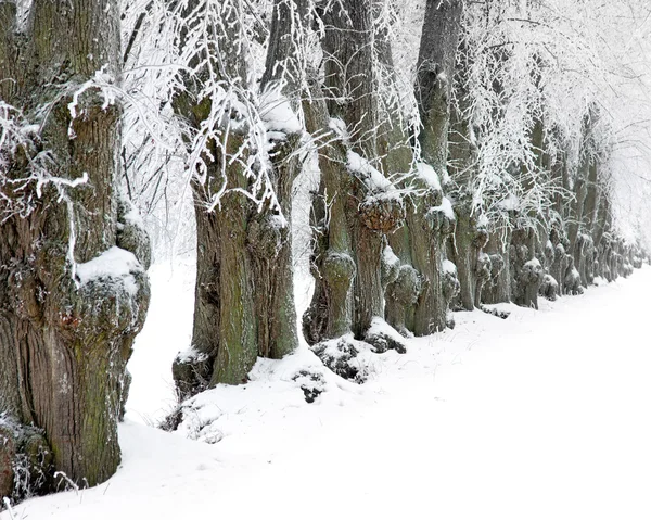 Stare drzewa, i zima — Zdjęcie stockowe
