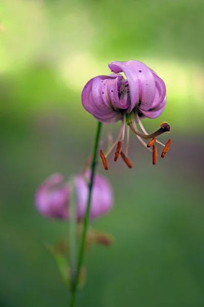 Wild lily bloem — Stockfoto