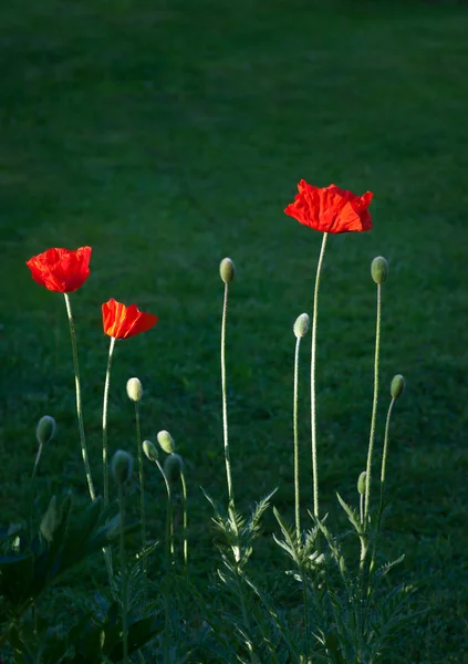 Rode papaver bloemen — Stockfoto