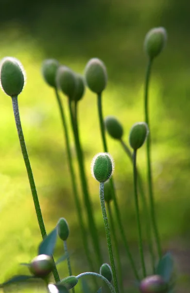 ケシの芽 — ストック写真