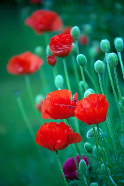Bunga poppy — Stok Foto