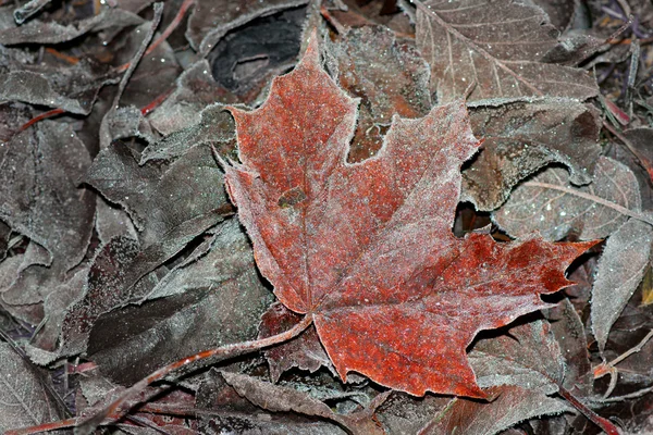 Frozen maple leaf — Stock Photo, Image