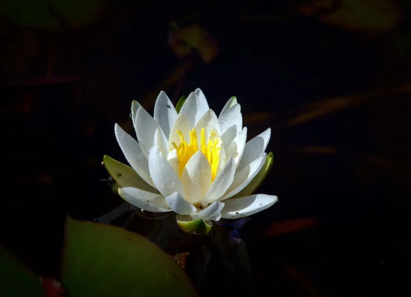 Weißwasserlilie — Stockfoto