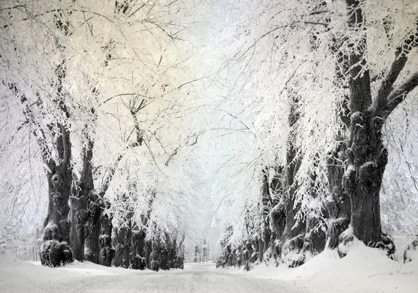 Avenue in winter — Stock Photo, Image